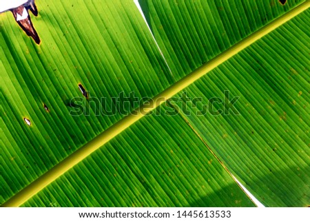 Banana Leaf : Detail of Bright Green Banana plant