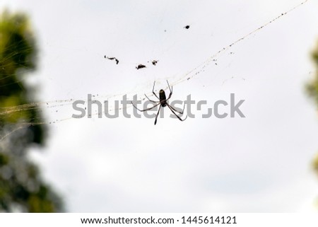 Abstract slightly blurred background with spider live scene in the rainforest, Amazon River basin in South America