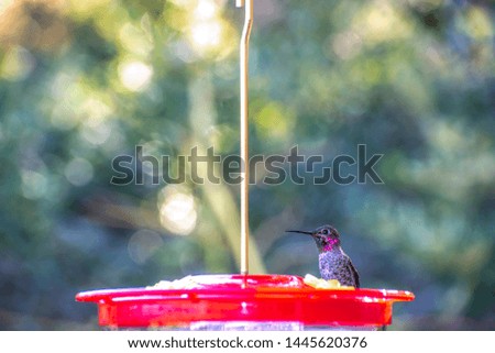 Little hummingbird with a hummingbird feeder