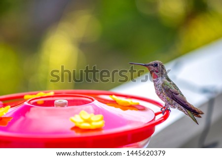Little hummingbird with a hummingbird feeder