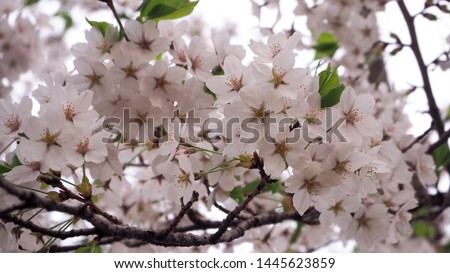 Morioka, Japan: Close up image of delicate white cherry blossom flowers with a shallow depth of field. (3/6)
