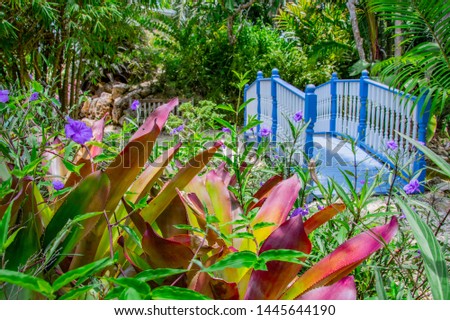 Plants of Grand Cayman's botanical gardens Royalty-Free Stock Photo #1445644190