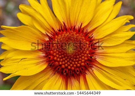 Close Up Vibrant Yellow Flowers 