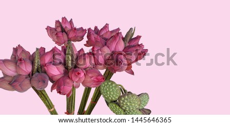 Beautiful lotus flowers with a closed bud. Bouquets of lotus flowers on the flower market. A bouquet of ten pink buds. Aquatic lotus plants for worship. Selective focus, isolated on pink background.