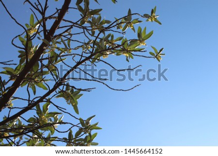 A shot of a spring branch backed by a beautiful clear blue sky.