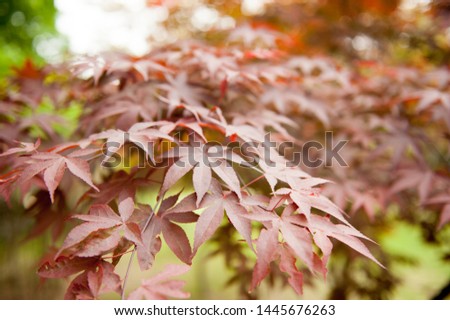 Mapple leaves are lit by the sun