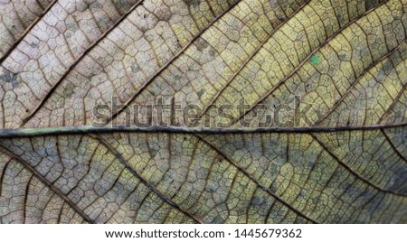 Dried leaves, autumn leaves are suitable to make the background.