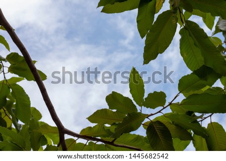 Fresh green leaf under sky and white cloud background.