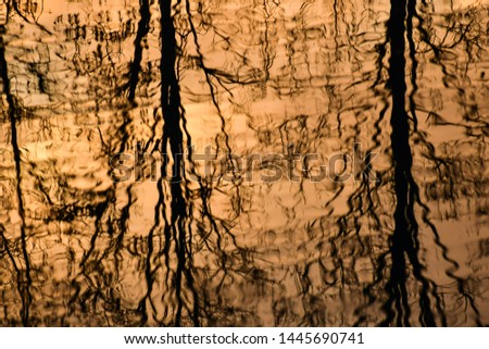 bark of a tree, photo as a background, digital image