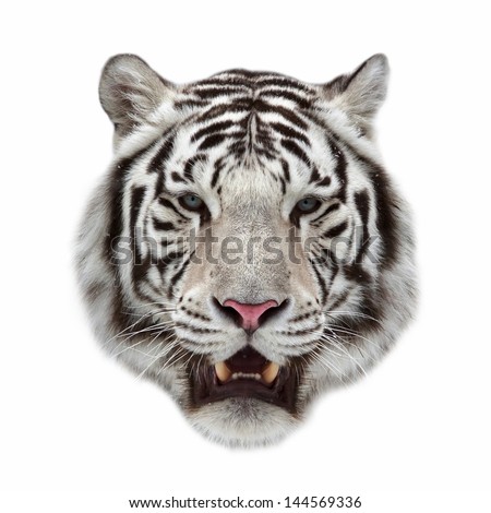Closeup portrait of a white bengal tiger with open chaps. Royalty-Free Stock Photo #144569336