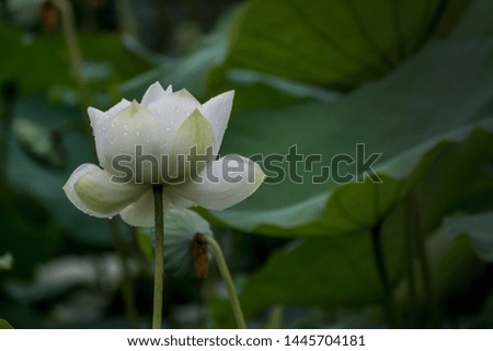 beautiful white lotus blossom at pond
