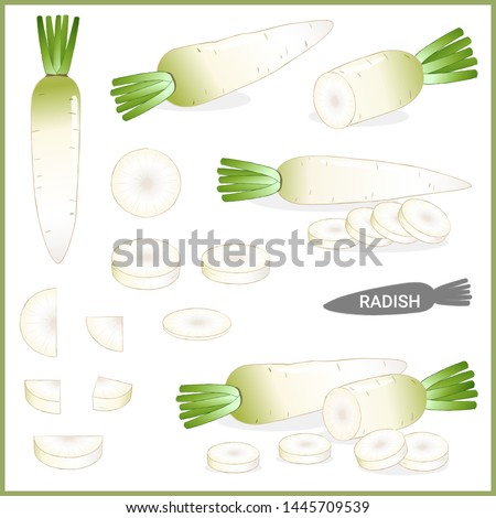 Set of fresh white radish or daikon with green top in various cuts and styles, vector illustration format  Royalty-Free Stock Photo #1445709539