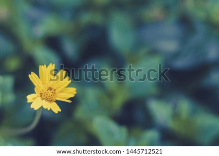 Close up of bright colorful yellow flower with beautiful blurred green garden. Simple and minimal retro style of wallpaper. Copy space for text. Natural peaceful flowers photo concept.