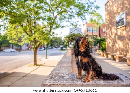 A cute Cavalier King Charles Spaniel looks up at a bird or squirrel while out for a walk in the city.