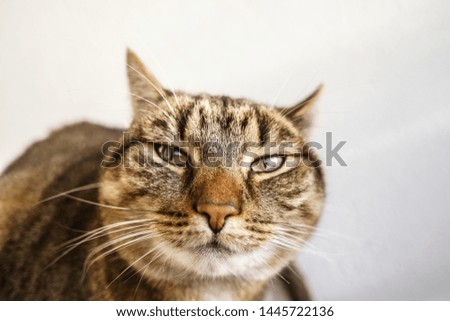 funny cat face / funny cat portrait