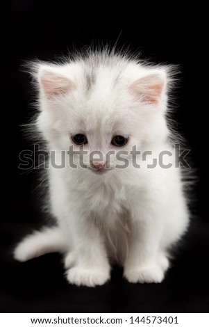 beautiful little white kitten sitting on a black background
