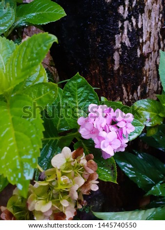 A picture containing hydrangea flower.