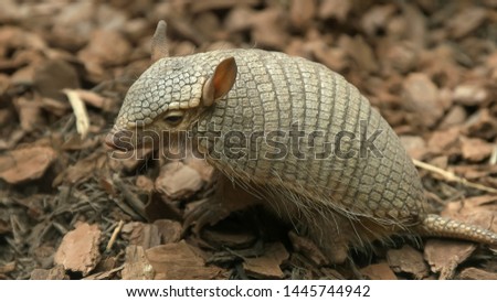 side view of a screaming hairy armadillo