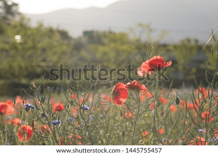 
Poppies in the morning light