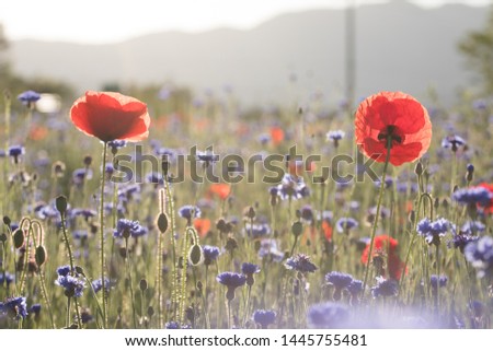
Poppies in the morning light