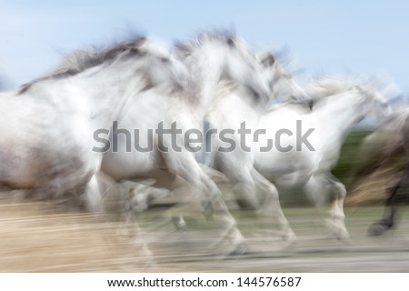White horses of Camargue in France Royalty-Free Stock Photo #144576587