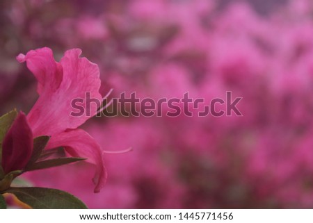 Azalea Flowers with Vintage Pink Bokeh