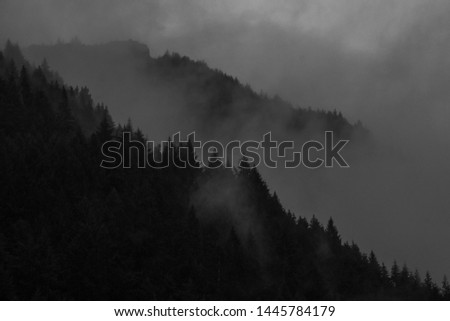 Foggy forest view from queenstown in south island of new zealand. Spaces for your text.
