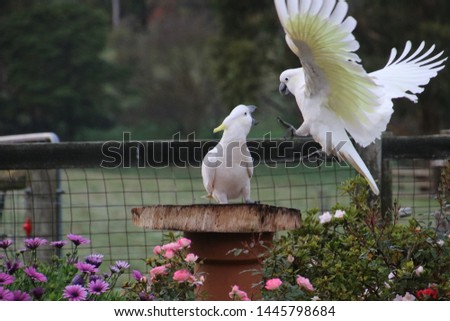 cockatoos invading the garden waiting for a free feed 