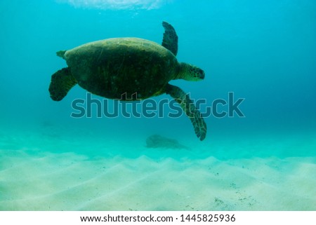 Turtle swimming in the sand