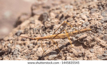 
insect stick on the ground