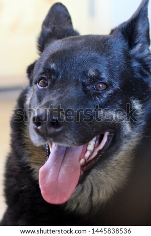 a black and tan dog