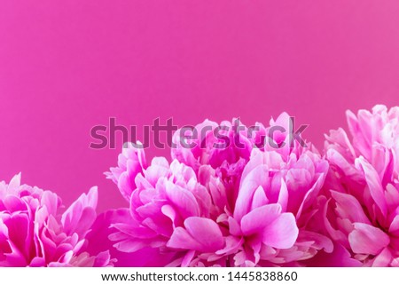 Large pink peony on a pink background. Stylistic summer background image. Minimalism, space for text, bright colors. For women. Valentine's Day, declaration of love.