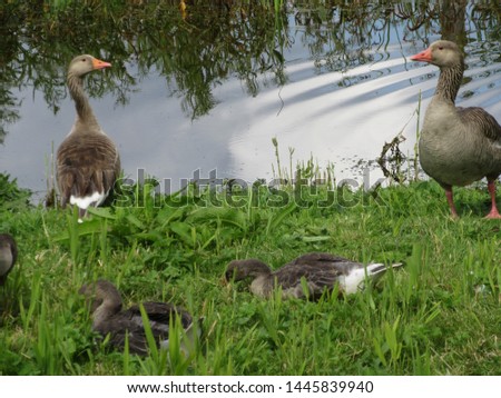 Greylag family on the river bank
