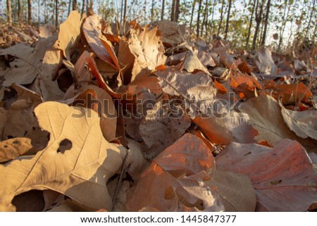 dry leaves in the forest during the dry season-daun kering di hutan pada musim kemarau