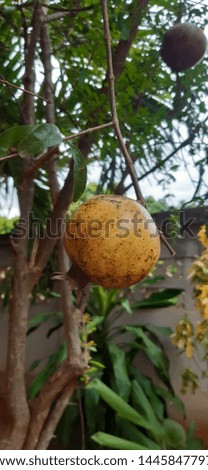 Small pomegranate in the dry season