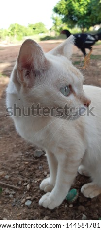 White cat with the beautiful eyes