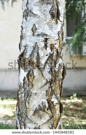 Birch tree with cracked bark