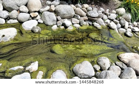 Creek with Rock and Algae in Summer Garden