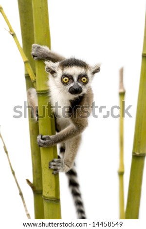 young Ring-tailed Lemur (6 weeks) - Lemur catta in front of a white background