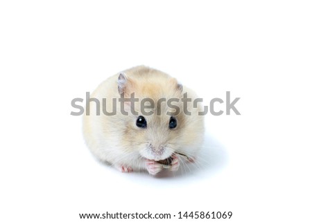 Little fluffy hamster eating a seed, isolated on a white background.