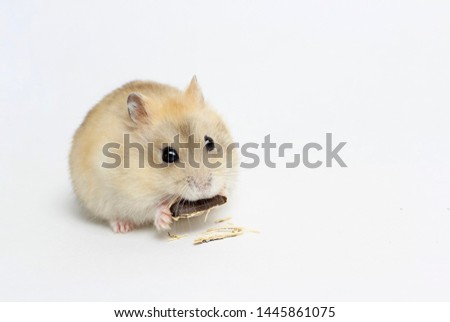 Little fluffy hamster eating a seed, isolated on a white background.