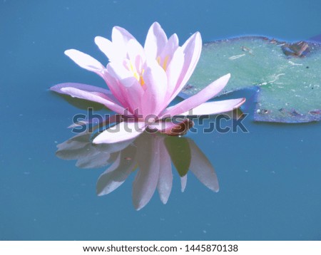 water garden with water lily flowers
