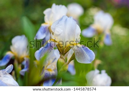White and blue irises bloom on a background of green leaves in the garden