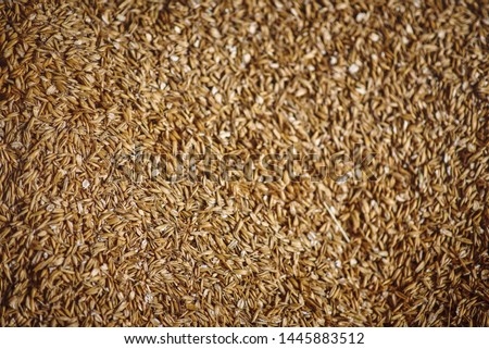 
Oats whole grains. Picture on the wall. Oats for a horse