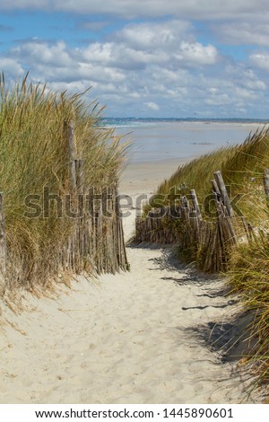 a sandy path leads trough dune grass to a sand dune beach