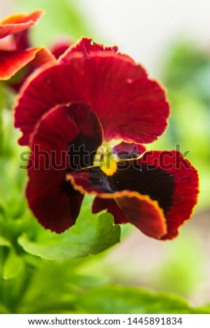 Beautiful, brifgt pansy flowers in the garden. Colorful spring scenery with flowers.