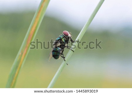 Macro pictures of flies on the grass