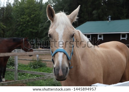 beige horse with white mane on the ranch. Portrait of beautiful horse with golden mane. Toksovo, Saint Petersburg