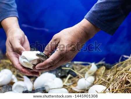 Egg of crocodile is born in the hand of man with a peel egg.