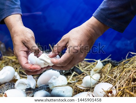 Egg of crocodile is born in the hand of man with a peel egg.